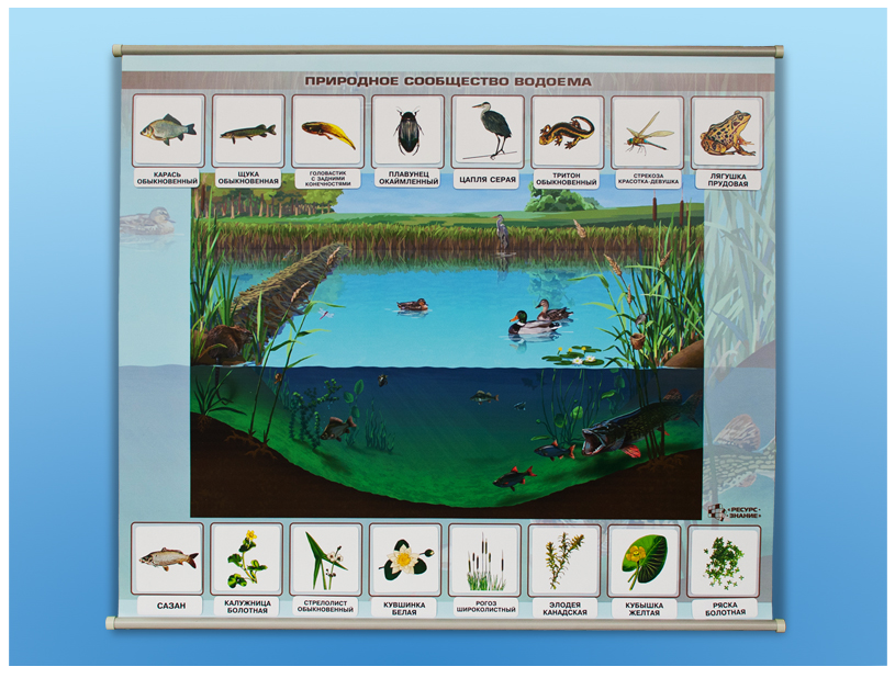 Различия аквариума и естественного водоема. Плакат водоемы. Природное сообщество водоем. Картины с изображением природных сообществ. Изображением природных сообществ озер.