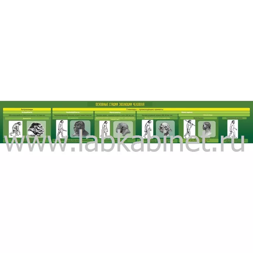 Плакат «Эволюция человека» 200×30 см для изучения биологии