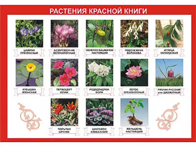 Таблица   демонстрационная "Растения Красной книги" (винил 70х100)
