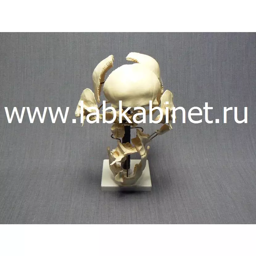 Кости черепа (смонтированный на одной подставке)