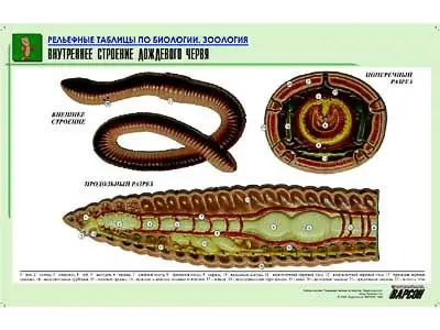 Рельефная   таблица "Внутреннее строение дождевого червя" (формат А1, матовое   ламинир.)