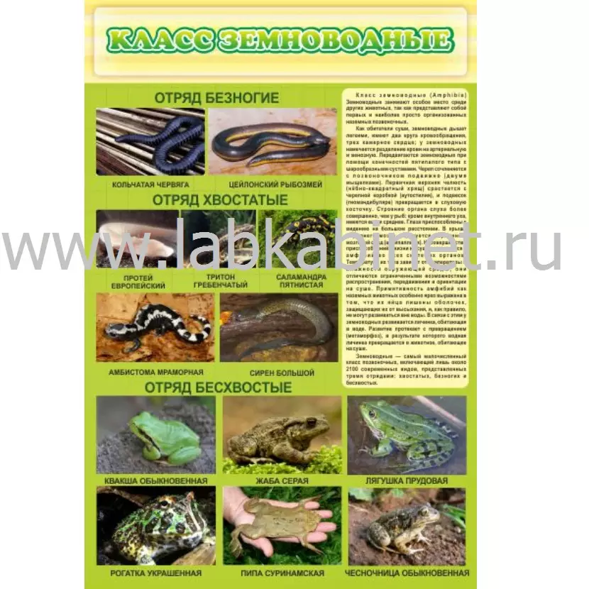 Плакат «Класс Земноводные» размером 0,6 х 0,9 м