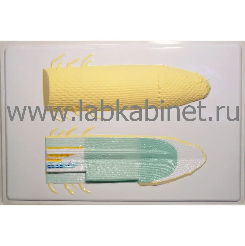 Клеточное строение корня, модель барельефная 