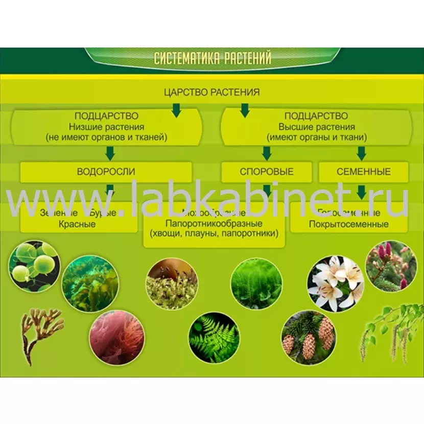 Таблица «Систематика растений» для кабинета биологии, размер 0,9×0,7 м