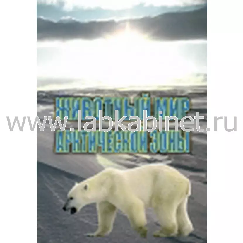 Видеофильм Животный мир Арктической зоны