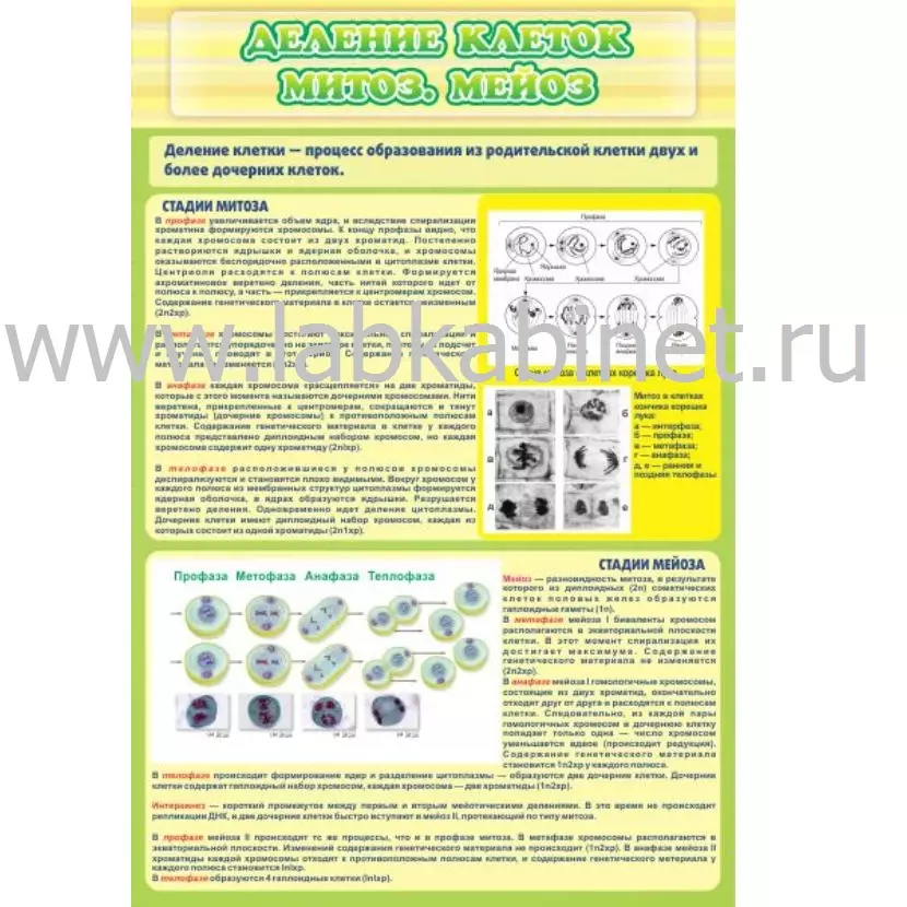 Таблица «Деление клеток: митоз и мейоз» размером 0,6×0,9 м