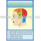 Плакат «Зоны головы» для изучения анатомического строения головы, размер 60 × 90 см