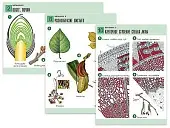 Комплект   таблиц по биологии дем. "Ботаника 2" (18 табл., формат А1, лам.)