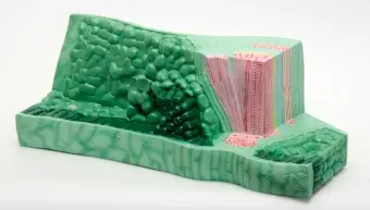 Клеточное строение листа, модель барельефная 