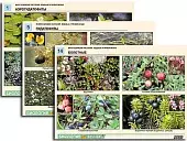 Комплект   таблиц по ботанике раздат. "Многообразие растений. Водные и   прибрежные" (16 шт., А4, лам)