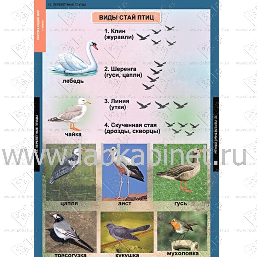 Птицы архангельской области фото с названиями и описанием