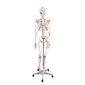 Модели скелета человека