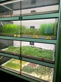 Витрина Greenbar BLEK EDISHN- MZ 4 ПАК для выращивания микрозелени.