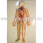  Кровеносная система человека, модель барельефная