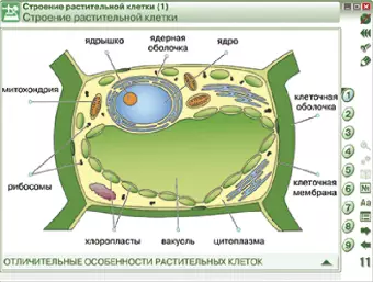 Интерактивное учебное пособие "Наглядная биология. Химия клетки. Вещества, клетки и ткани растений"