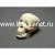 Модель черепа человека для изучения анатомического строения головы