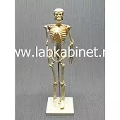 Скелет человека 42 см.