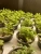 Цифровая ситиферма для выращивания микрозелени Greenbar ПАК MZ_PRO-16