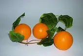 Набор муляжей фруктов "Апельсины"