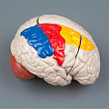 Модели головного мозга