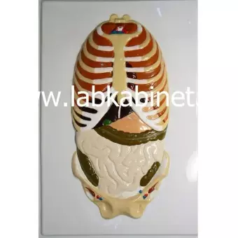 Расположение органов брюшной полости (2 планшета), модель барельефная 