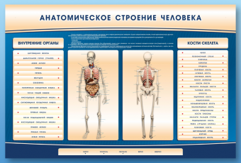 Анатомическое строение человека 1,5х1,0х0,05