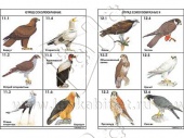 Комплект   таблиц по зоологии раздат. "Разнообразие животных. Птицы."   (цвет.,лам., А4, 16 шт.)