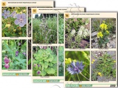 Комплект   таблиц по ботанике раздат. "Многообразие растений. Придорожные и   сорные" (16 шт., А4, лам)