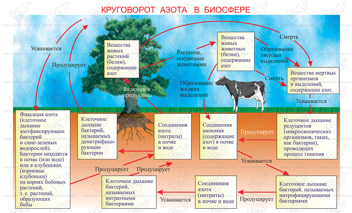 Какие организмы усваивают азот. Круговорот азота в биосфере. Круговорот азота в биосфере схема. Круговорот азота в биосфере биология. Круговорот азота в биосфере 9 класс.