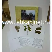 Гербарий "Дикорастущие растения" (28 видов) формат А-3
