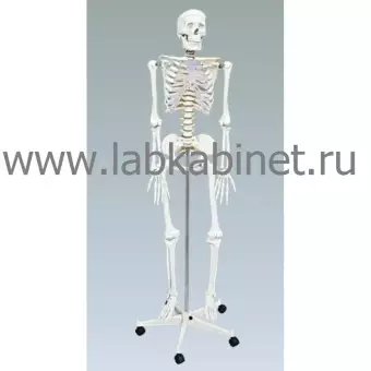 Скелет человека на штативе 85 см