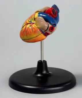 Модель Сердце (малая)