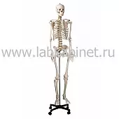 Макет скелета человека 170 см на роликовой подставке