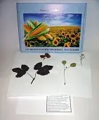 Гербарий "Сельскохозяйственные растения" (28 видов) формат А-3