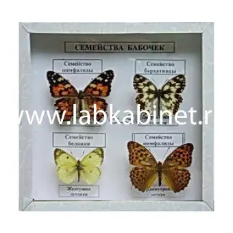 Коллекция «Семейства бабочек»