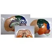 Доли, извилины, цитоархитектонические поля головного мозга (5 планшетов) модель барельефная 