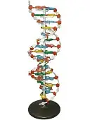 Модель структуры ДНК (разборная)