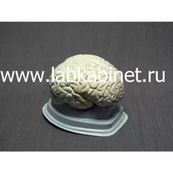 Модель Мозг в разрезе (белый)