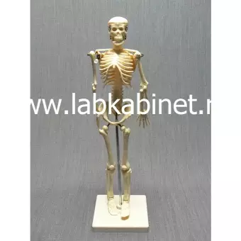 Скелет человека 42 см.