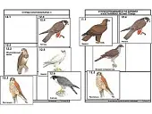 Комплект дидактических карточек: "Систематика и экология птиц" (95 шт., цвет., лам.)