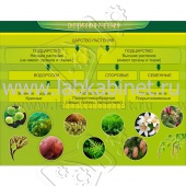 Систематика растений, 0,9х0,7