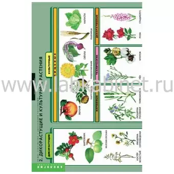 Общее знакомство с цветковыми растениями, 6 таблиц