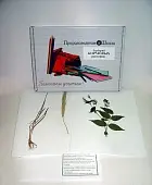 Гербарий "Кормовые растения" (20 видов) формат А-3