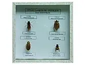 Коллекция «Представители отрядов насекомых»