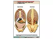Рельефная   таблица "Расположение органов грудной и брюшной полостей по отношению к   скелету"(А1, лам.)