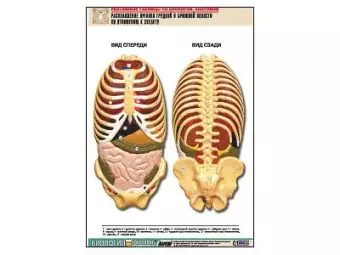 Рельефная   таблица "Расположение органов грудной и брюшной полостей по отношению к   скелету"(А1, лам.)